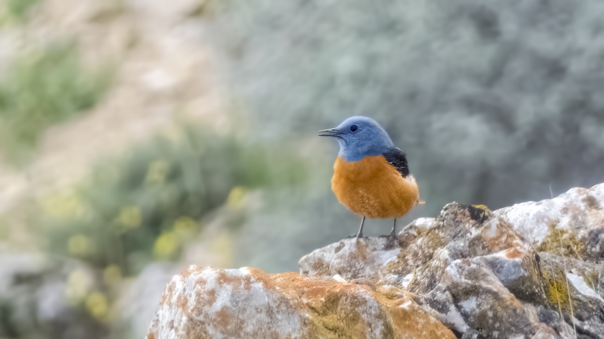 Rufous-tailed Rock-Thrush - Kubilay Kaplan