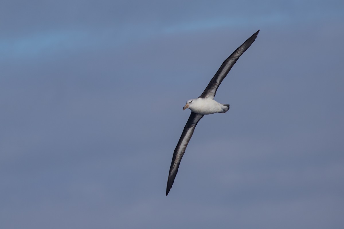 Black-browed Albatross (Campbell) - ML619667857