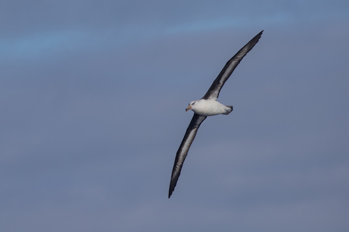 Schwarzbrauenalbatros (Campbellalbatros) - ML619667857