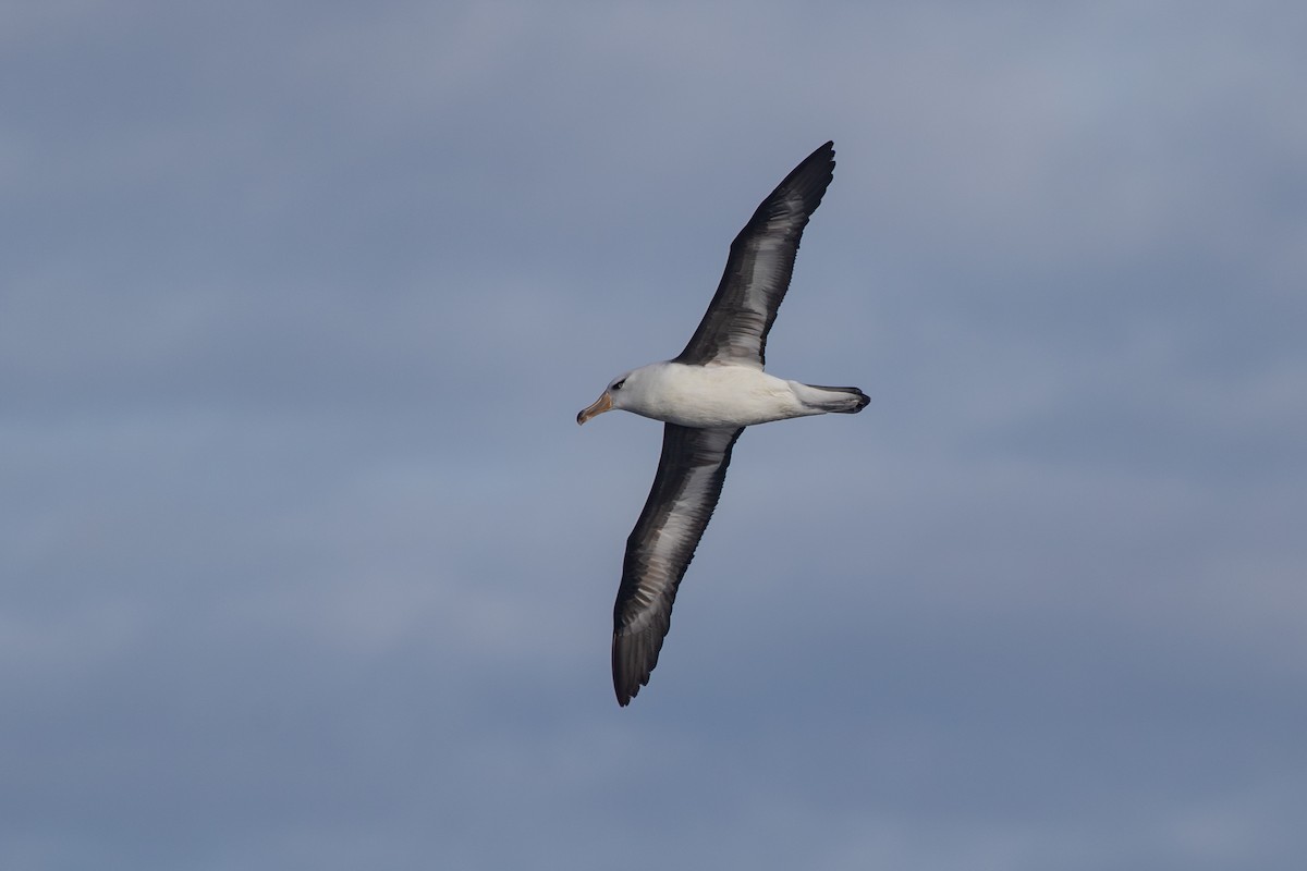 Albatros à sourcils noirs (impavida) - ML619667858