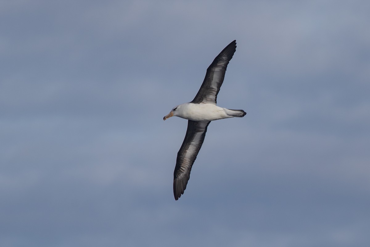 Schwarzbrauenalbatros (Campbellalbatros) - ML619667858