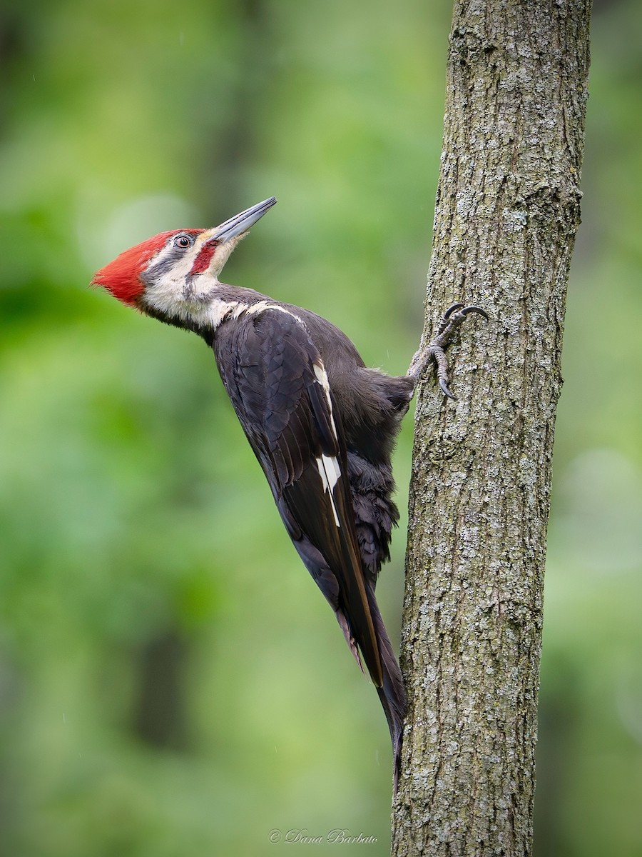 Pileated Woodpecker - Dana Barbato