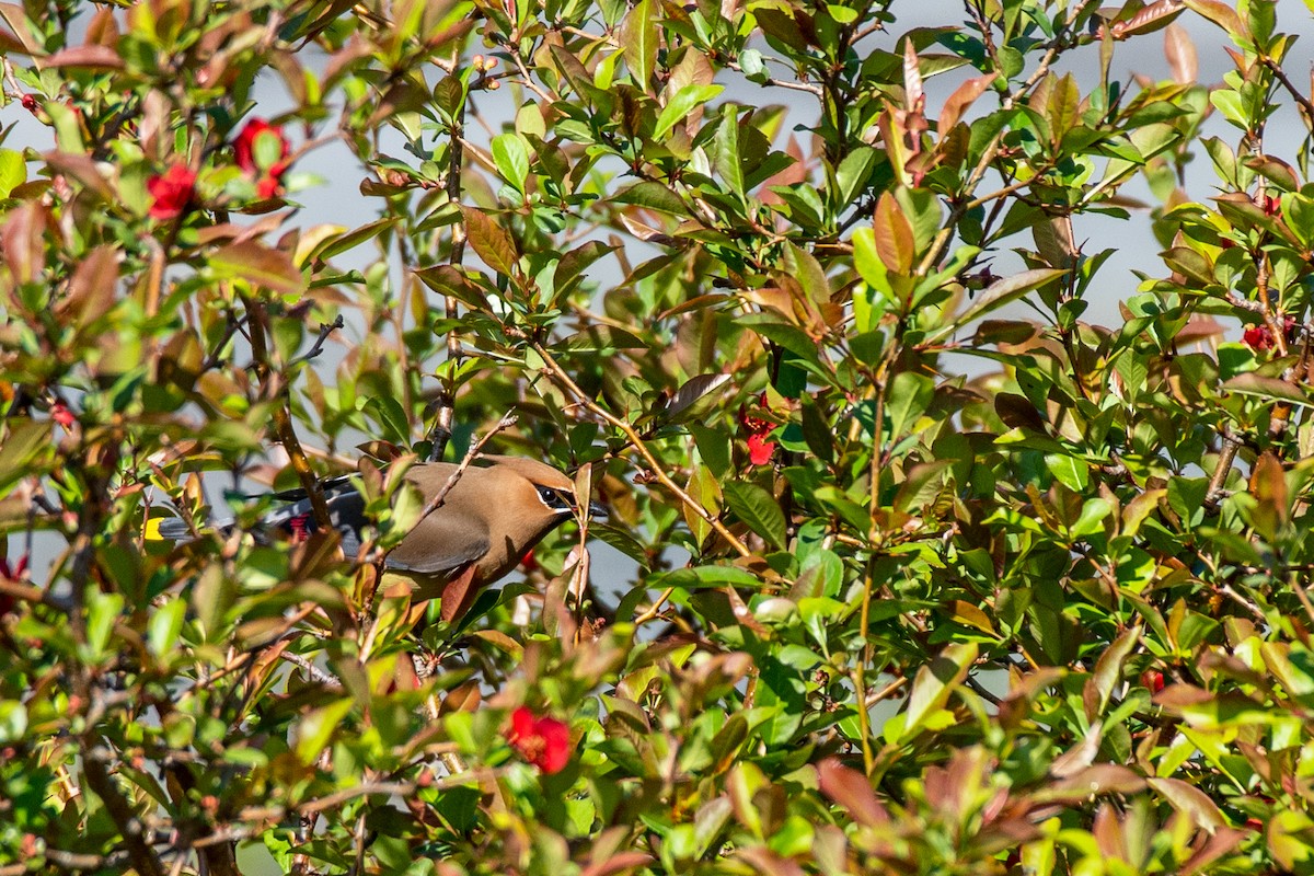 Cedar Waxwing - Heather Haughn