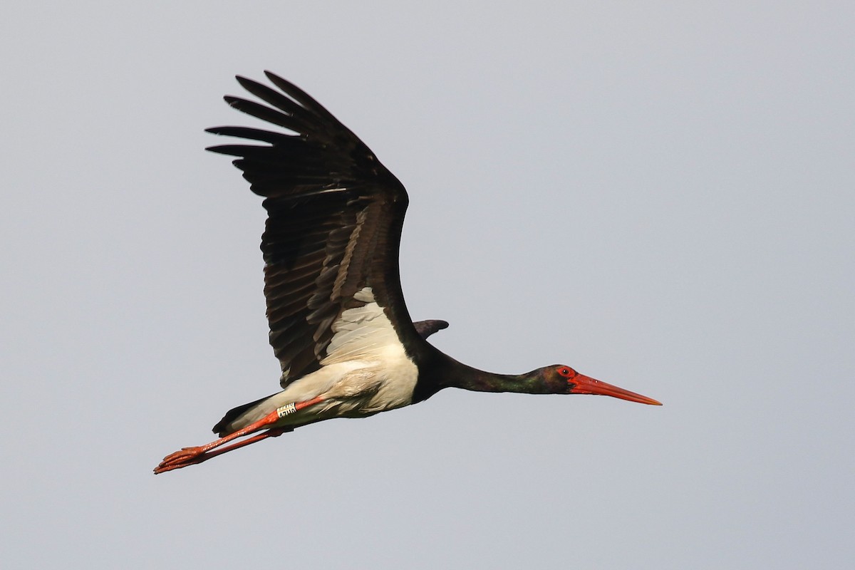 Black Stork - Mateusz Łodziński