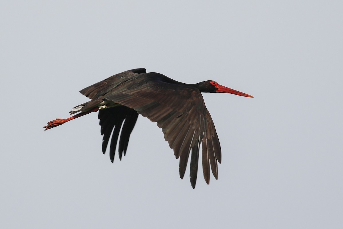 Black Stork - Mateusz Łodziński