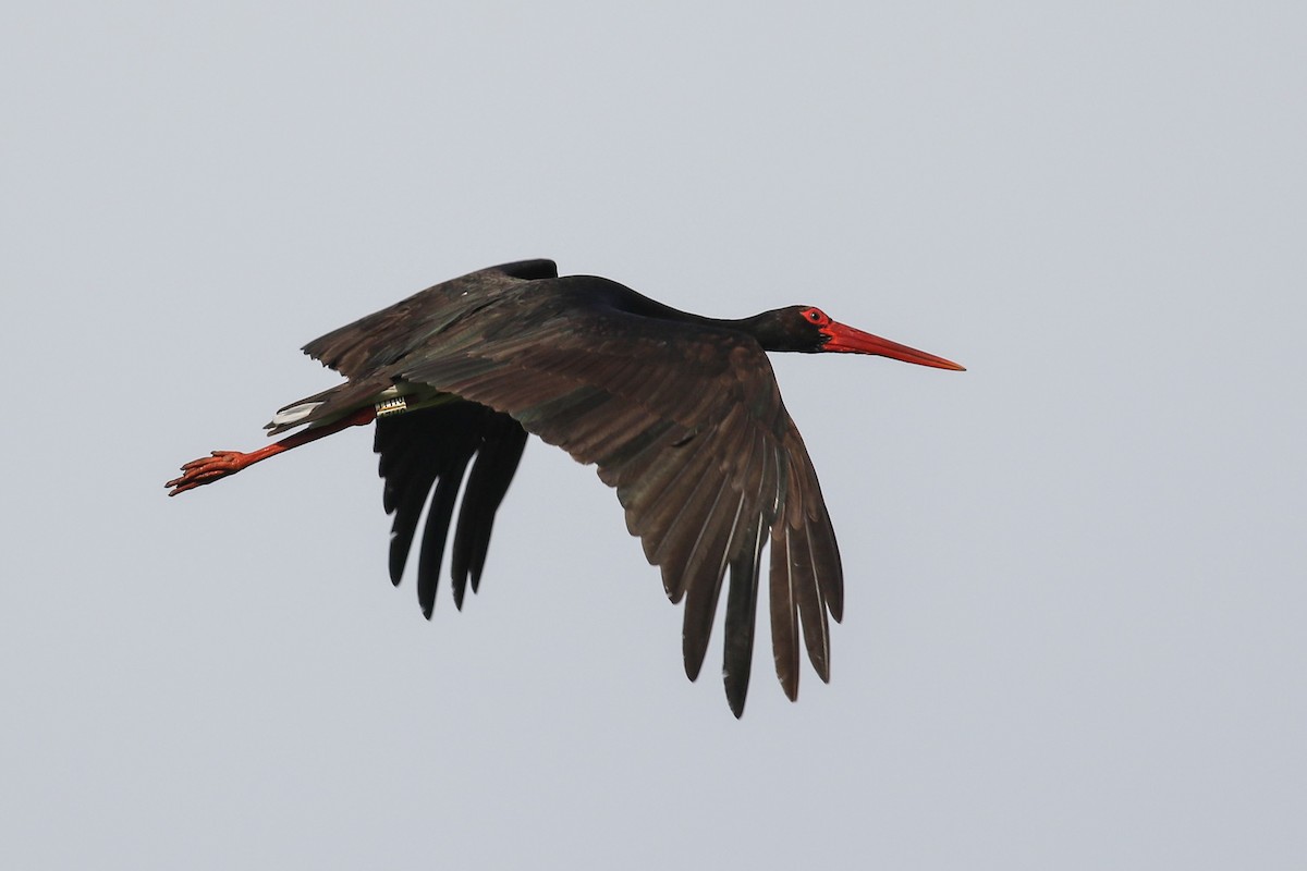 Black Stork - ML619667875