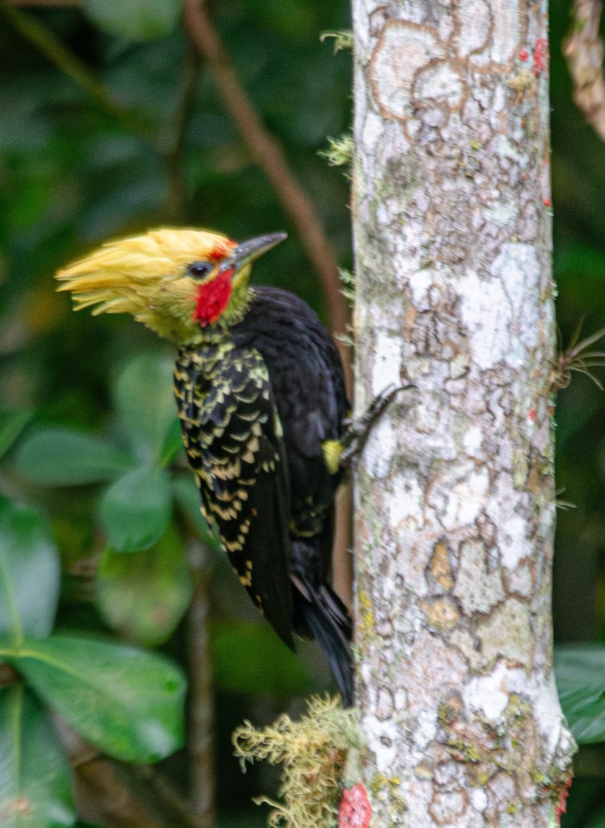 Blond-crested Woodpecker - ML619667876