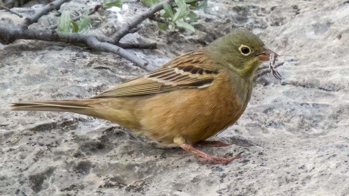 Ortolan Bunting - Kubilay Kaplan