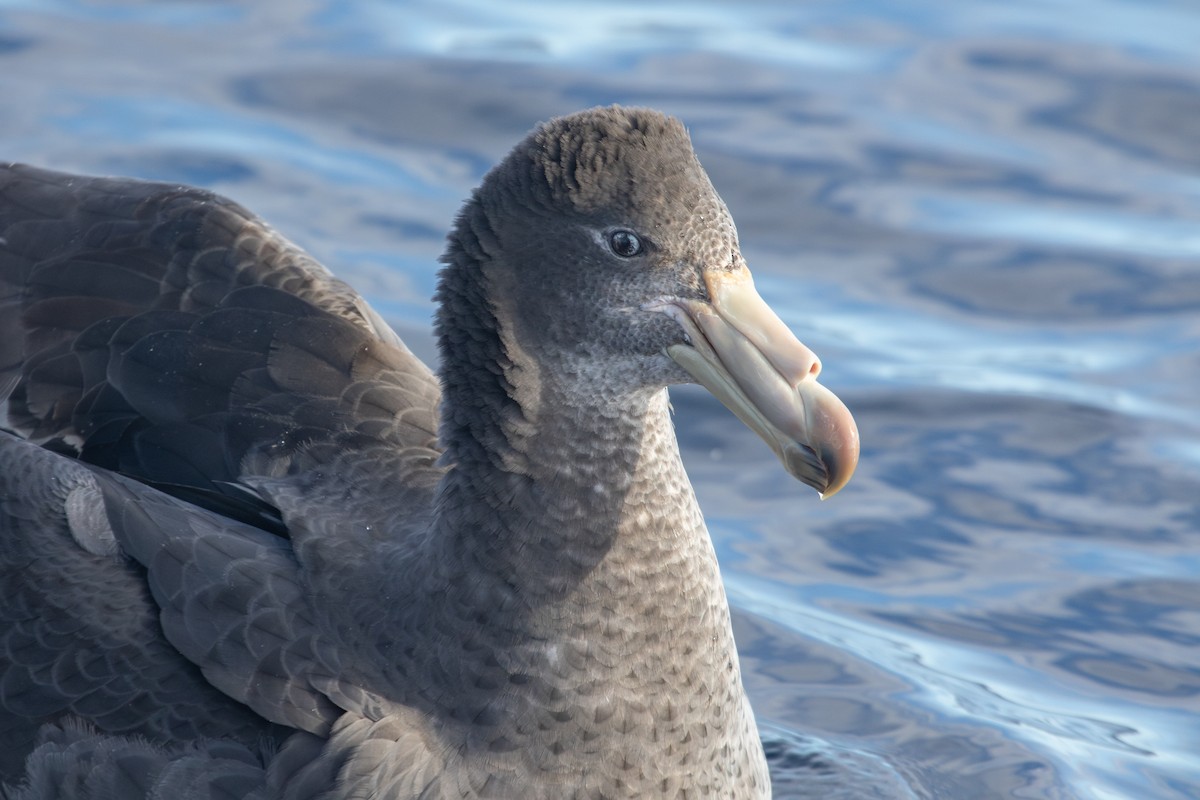 Northern Giant-Petrel - Ramit Singal