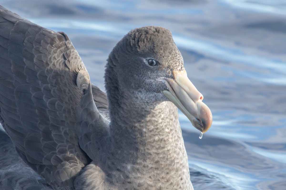 Northern Giant-Petrel - Ramit Singal