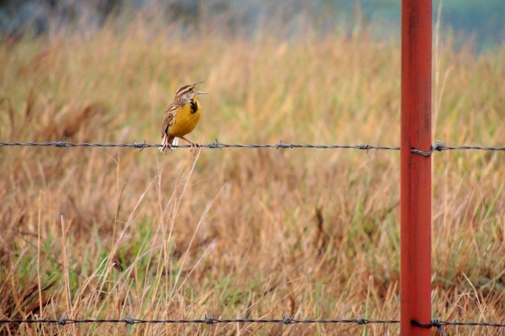 Eastern Meadowlark - Licinio Garrido Hoyos