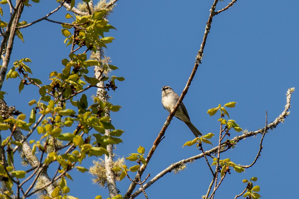 Chipping Sparrow - Heather Haughn