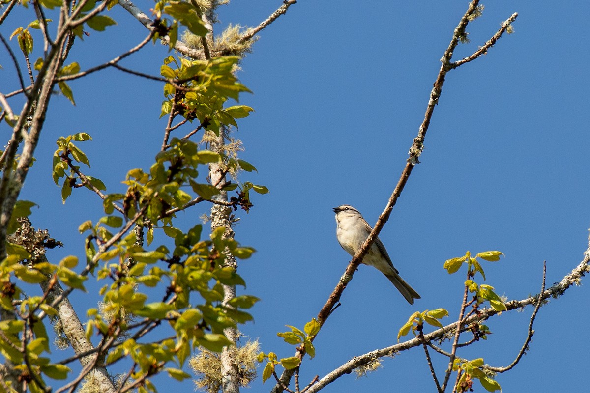 Chipping Sparrow - Heather Haughn