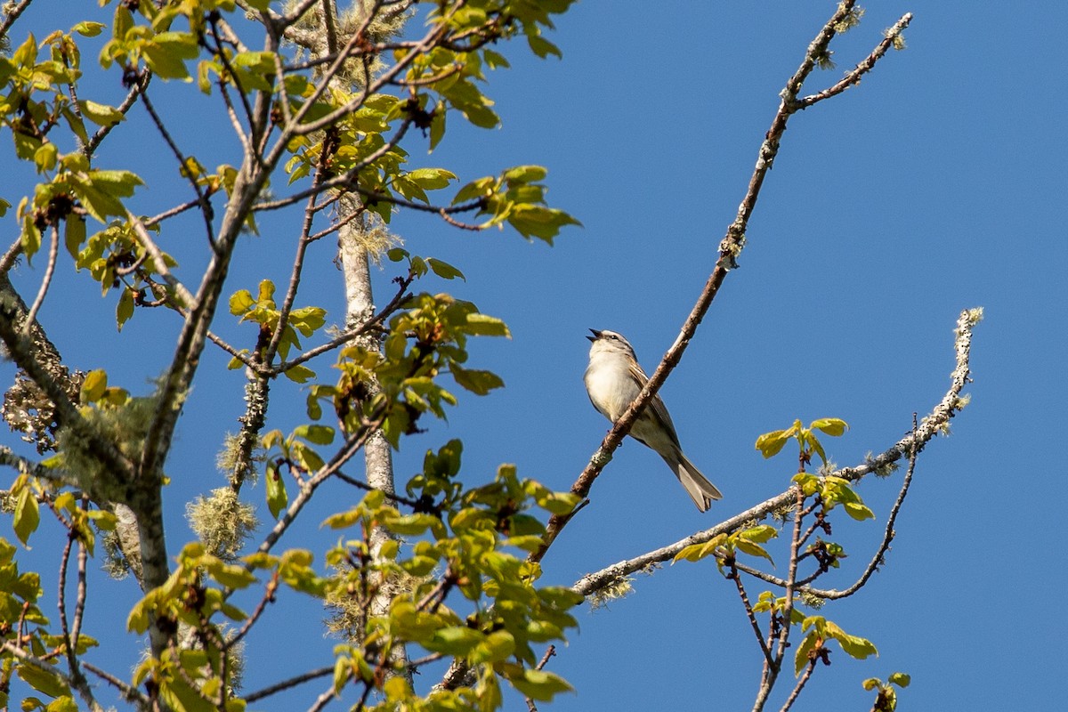 Chipping Sparrow - Heather Haughn