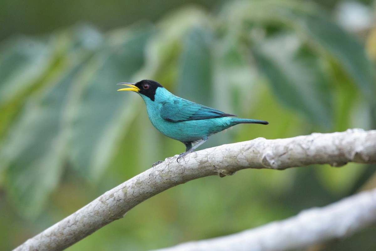 Green Honeycreeper - Júlio César Machado