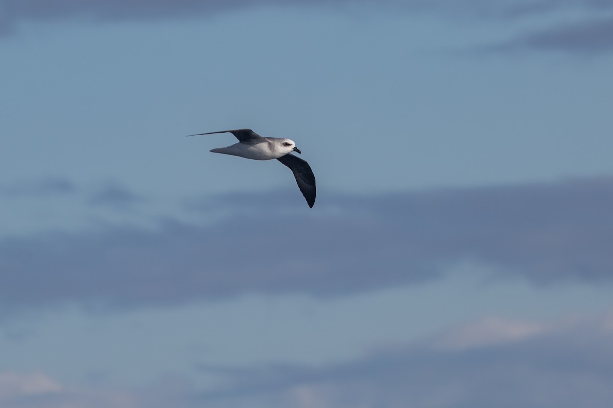 White-headed Petrel - ML619667889