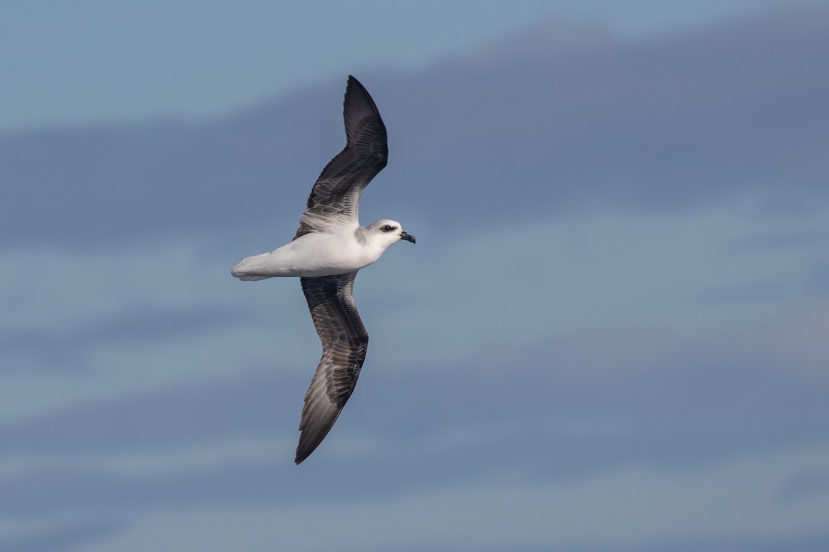 White-headed Petrel - ML619667891