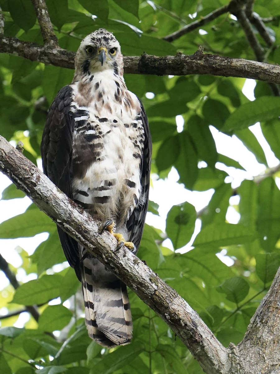 Ornate Hawk-Eagle - ML619667894