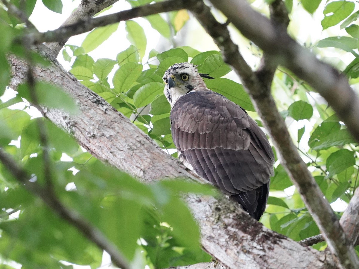 Ornate Hawk-Eagle - ML619667895