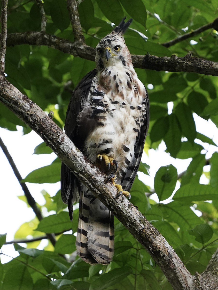 Ornate Hawk-Eagle - Carlos Ulate