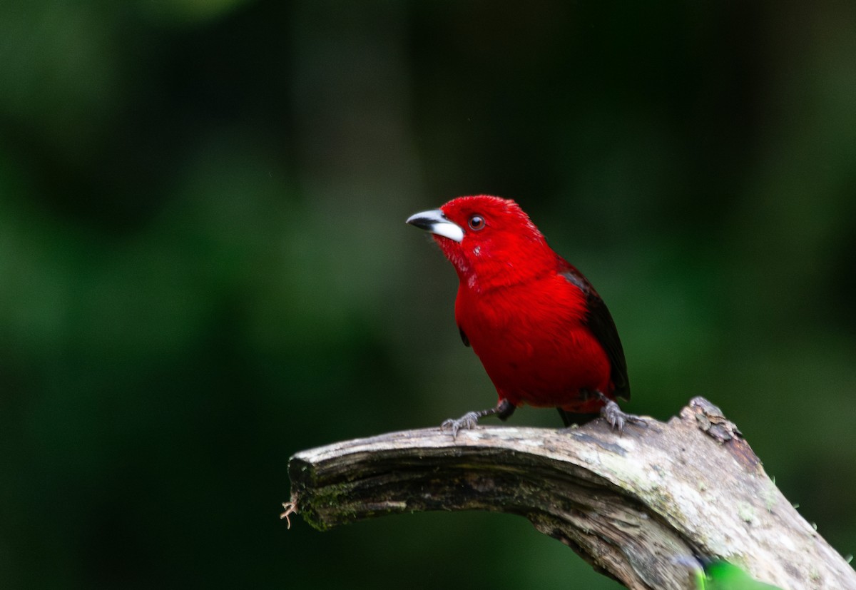 Brazilian Tanager - ML619667910