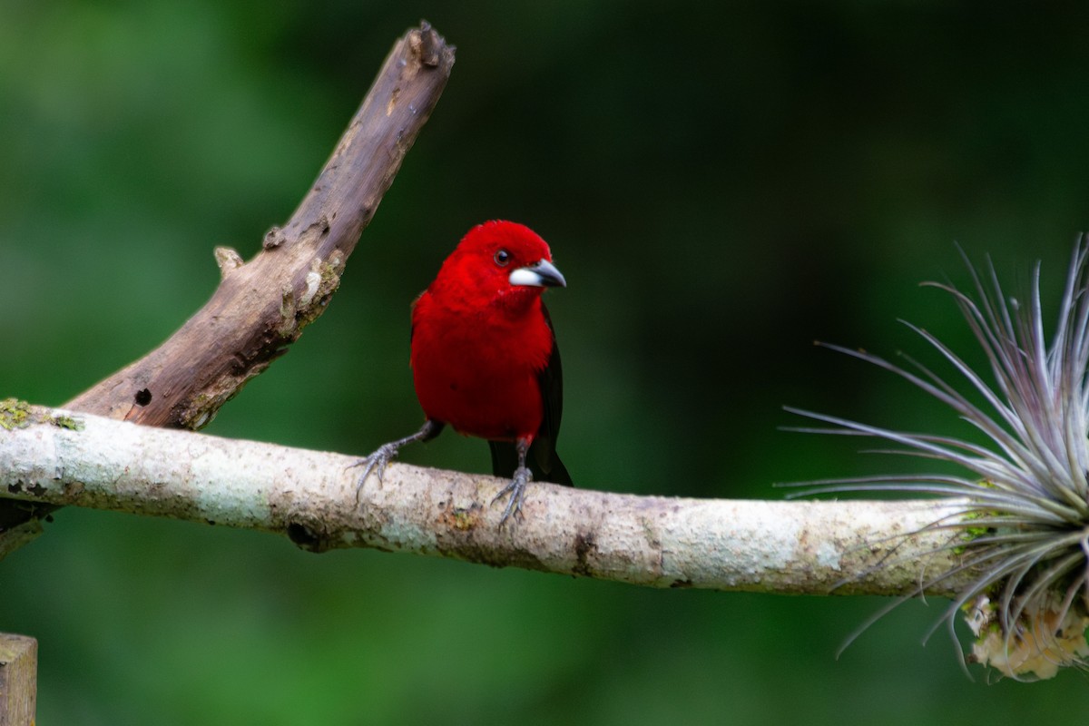 Brazilian Tanager - ML619667911