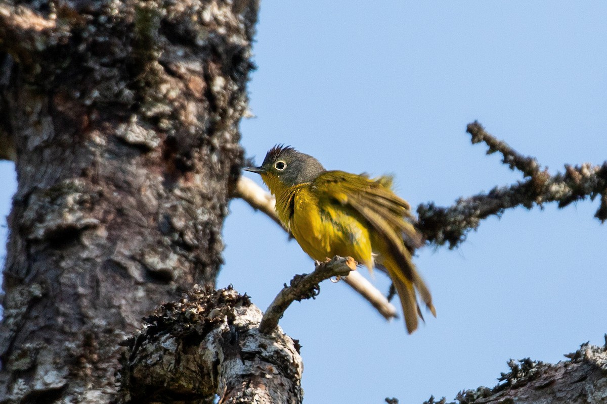 Nashville Warbler - Heather Haughn