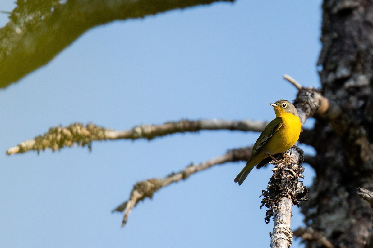 Nashville Warbler - Heather Haughn