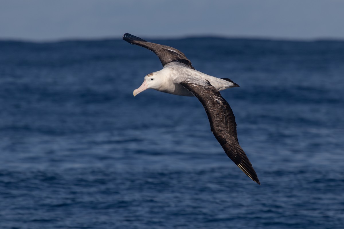 Antipodean Albatross (Gibson's) - Ramit Singal