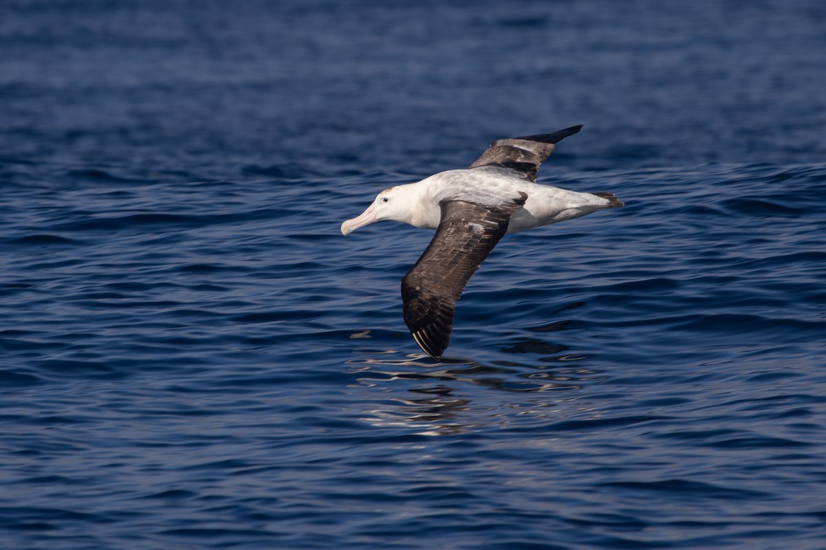 Antipodean Albatross (Gibson's) - Ramit Singal