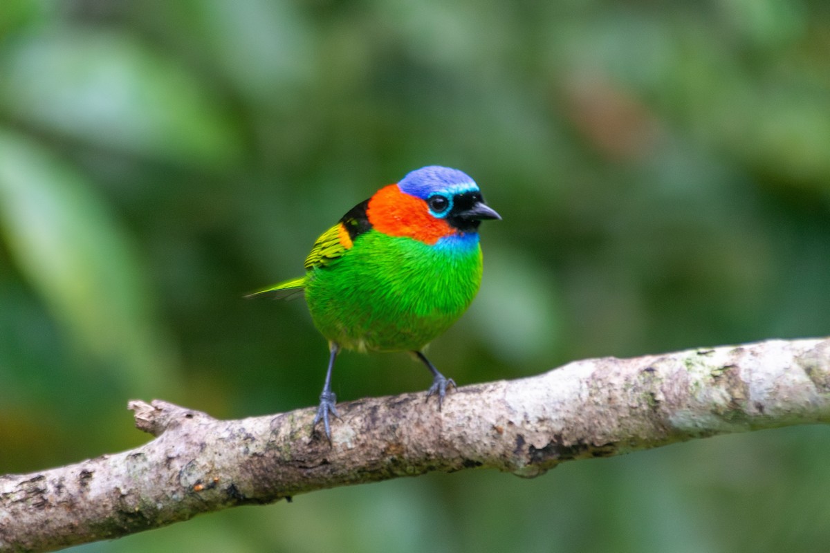 Red-necked Tanager - ML619667921