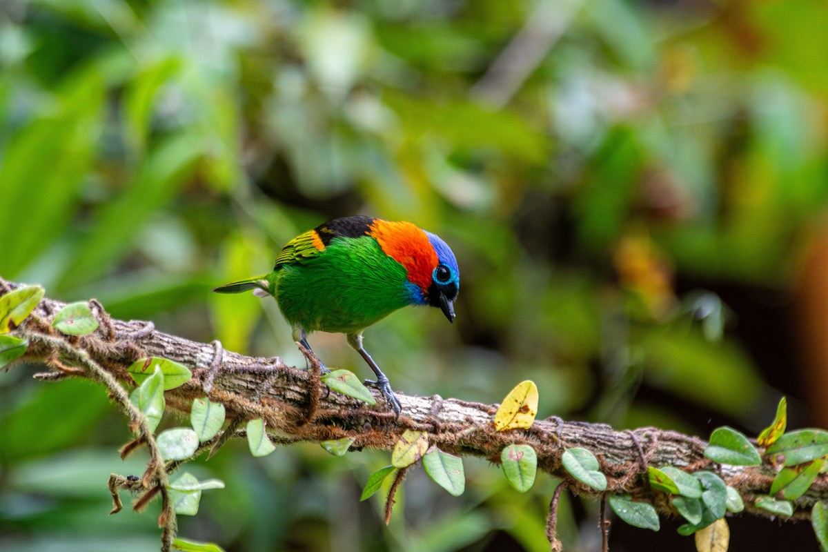 Red-necked Tanager - ML619667922