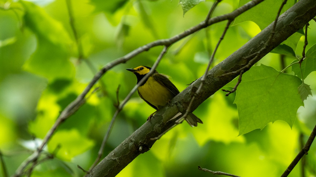 Hooded Warbler - Edward Lewis