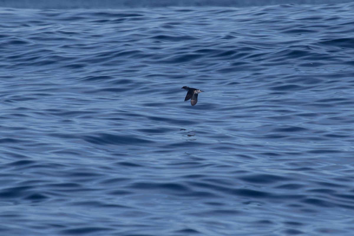 Common Diving-Petrel - Ramit Singal