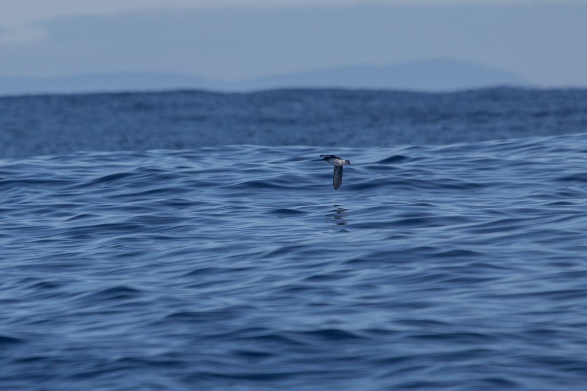 Common Diving-Petrel - ML619667926