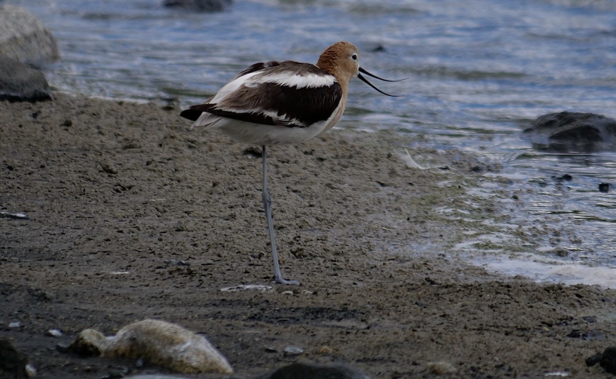 Avocette d'Amérique - ML619667944