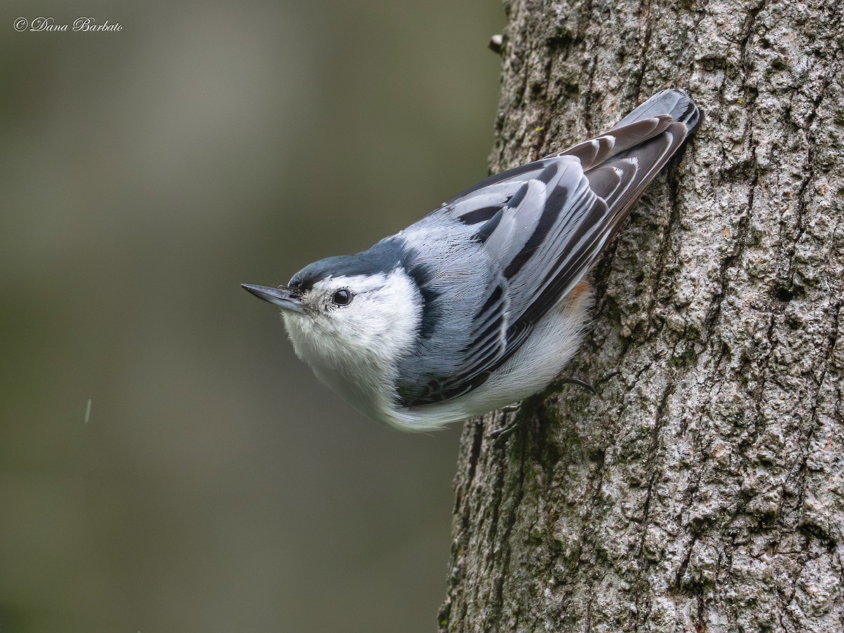 White-breasted Nuthatch - ML619667947