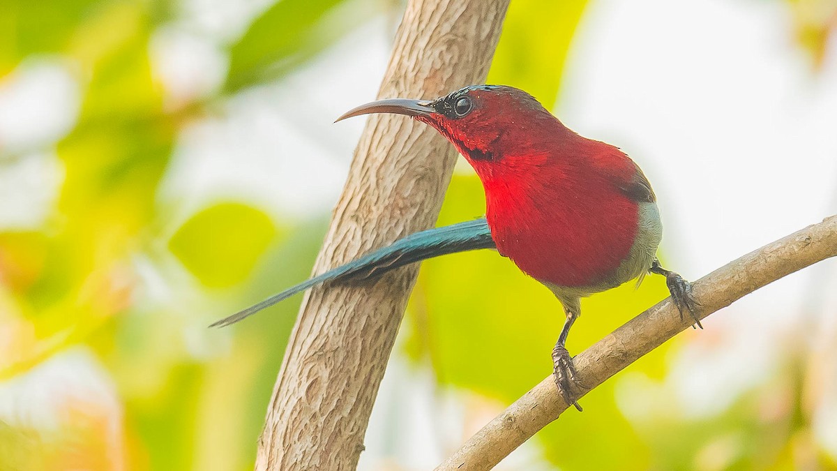 Crimson Sunbird - Jean-Louis  Carlo