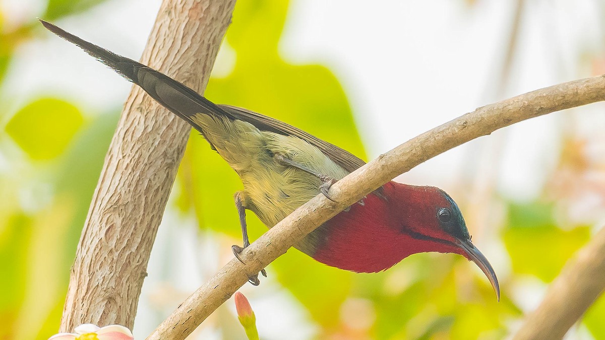 Crimson Sunbird - Jean-Louis  Carlo