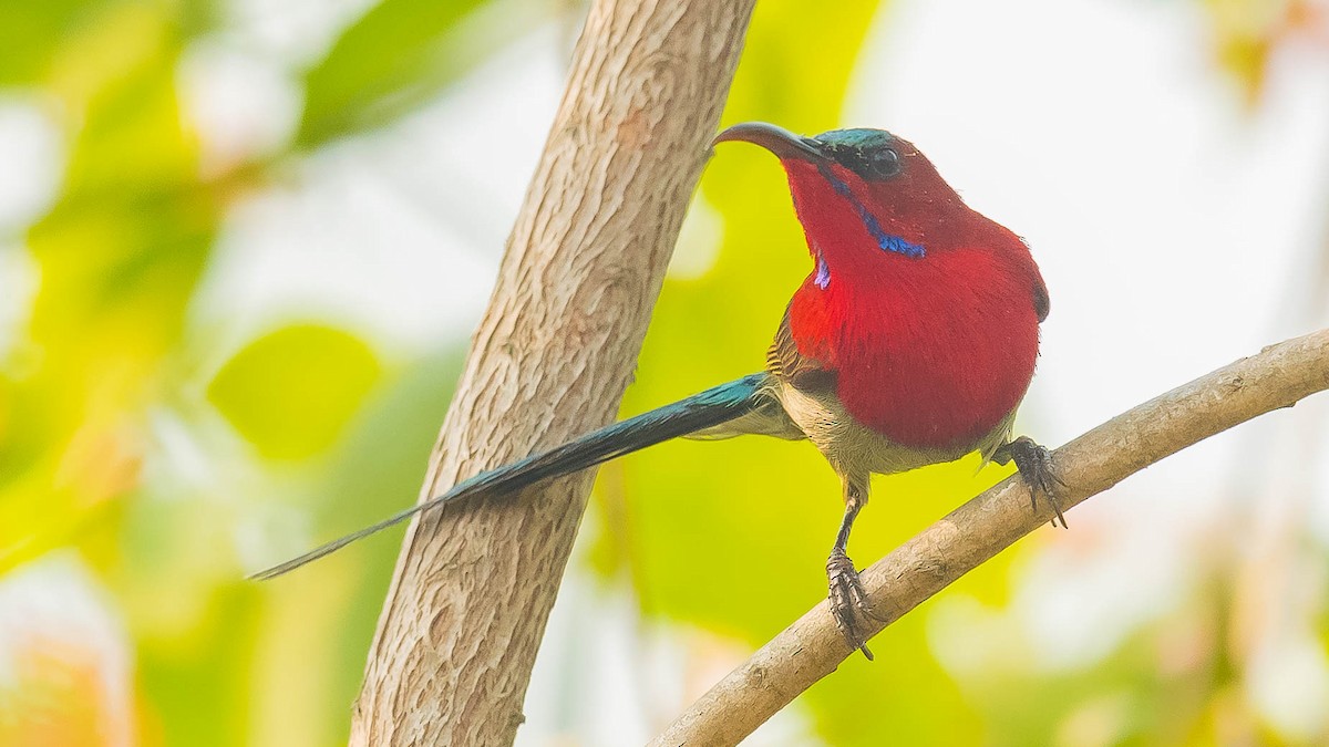 Crimson Sunbird - Jean-Louis  Carlo