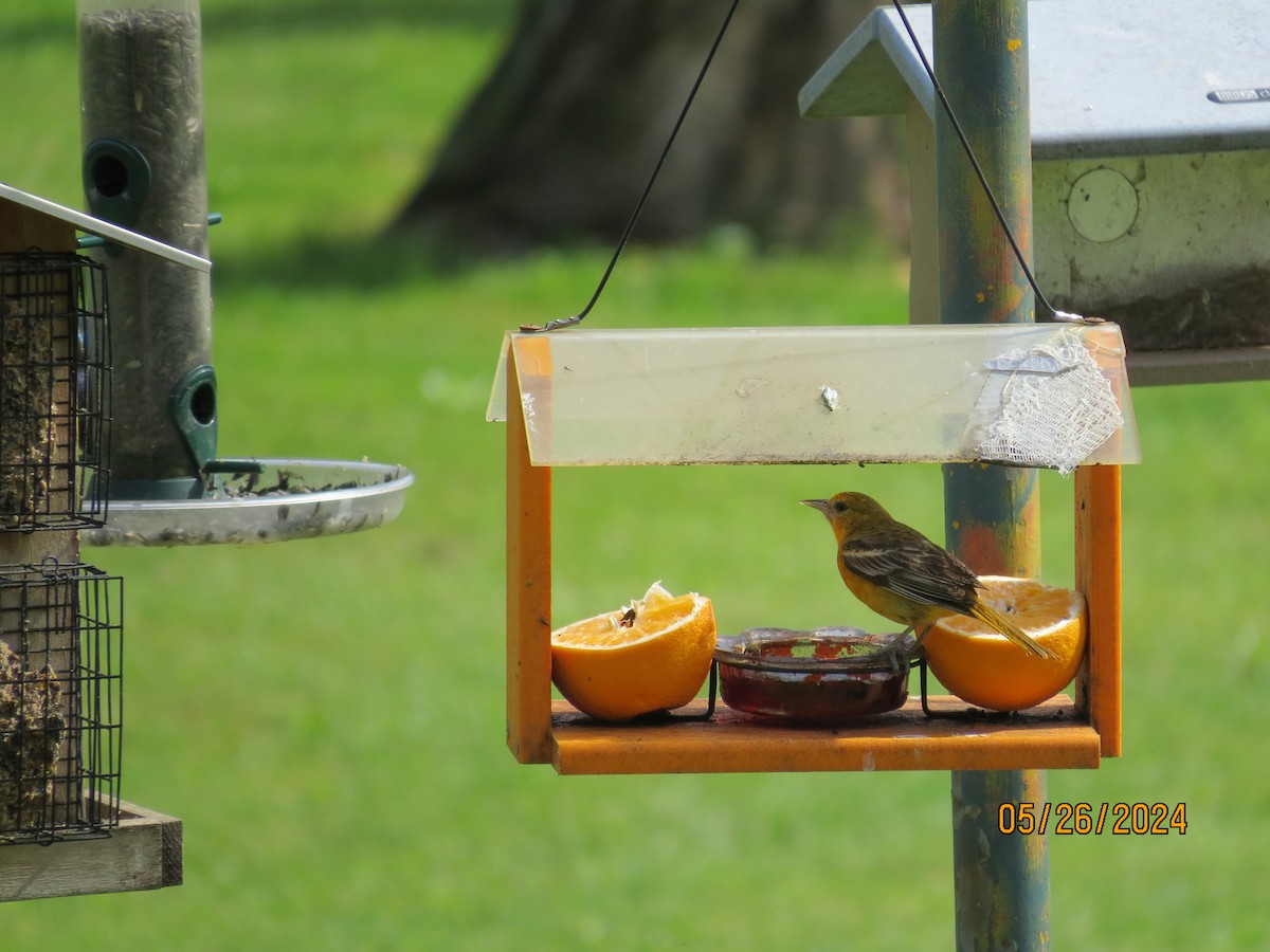 Baltimore Oriole - Chad Kauffman