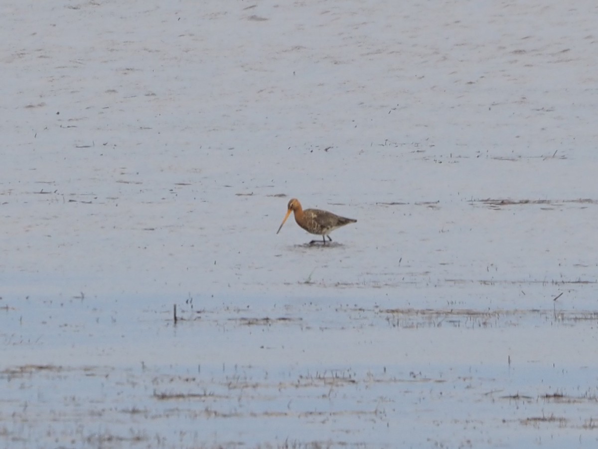 Black-tailed Godwit - ML619667965