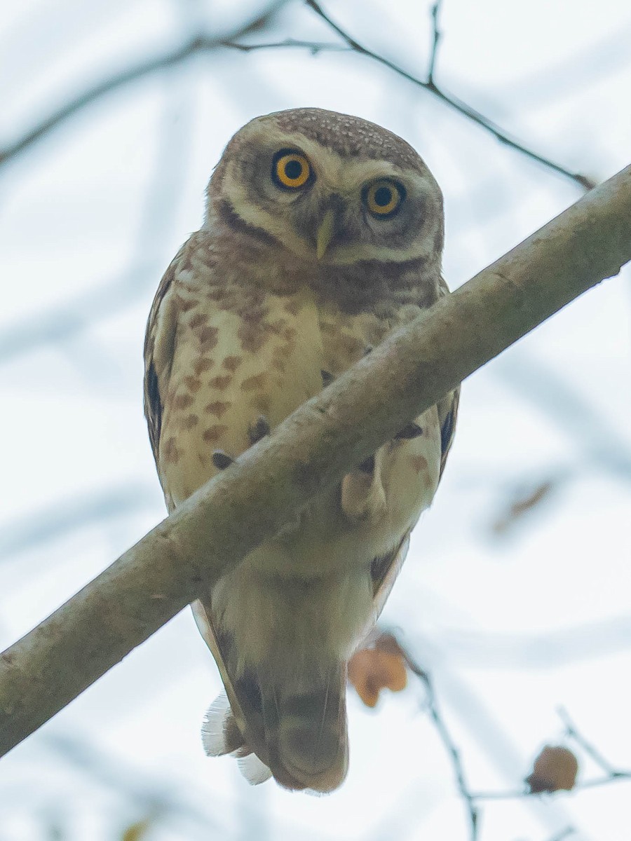 Spotted Owlet - Jean-Louis  Carlo