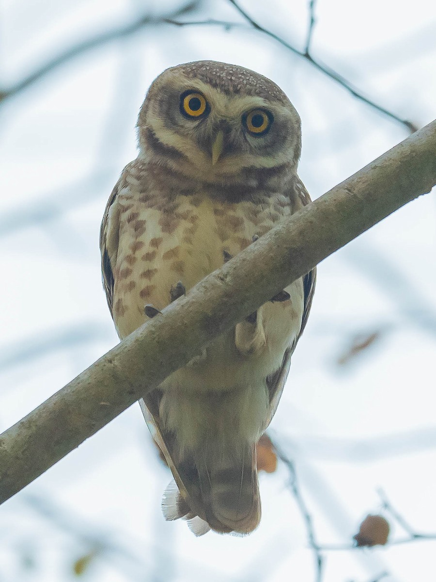 Spotted Owlet - Jean-Louis  Carlo