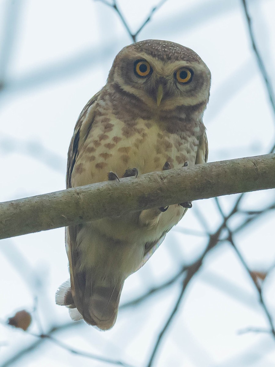 Spotted Owlet - Jean-Louis  Carlo