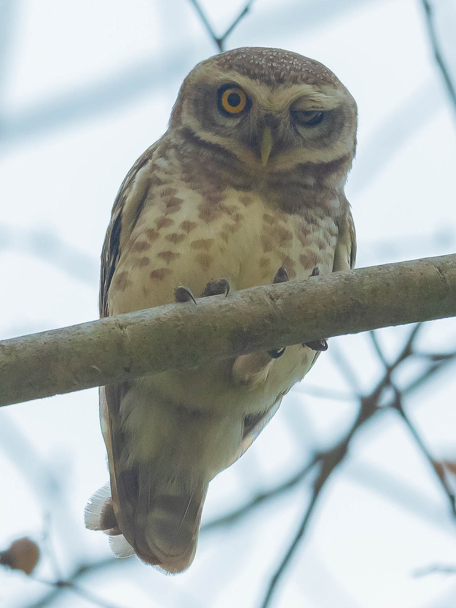 Spotted Owlet - Jean-Louis  Carlo