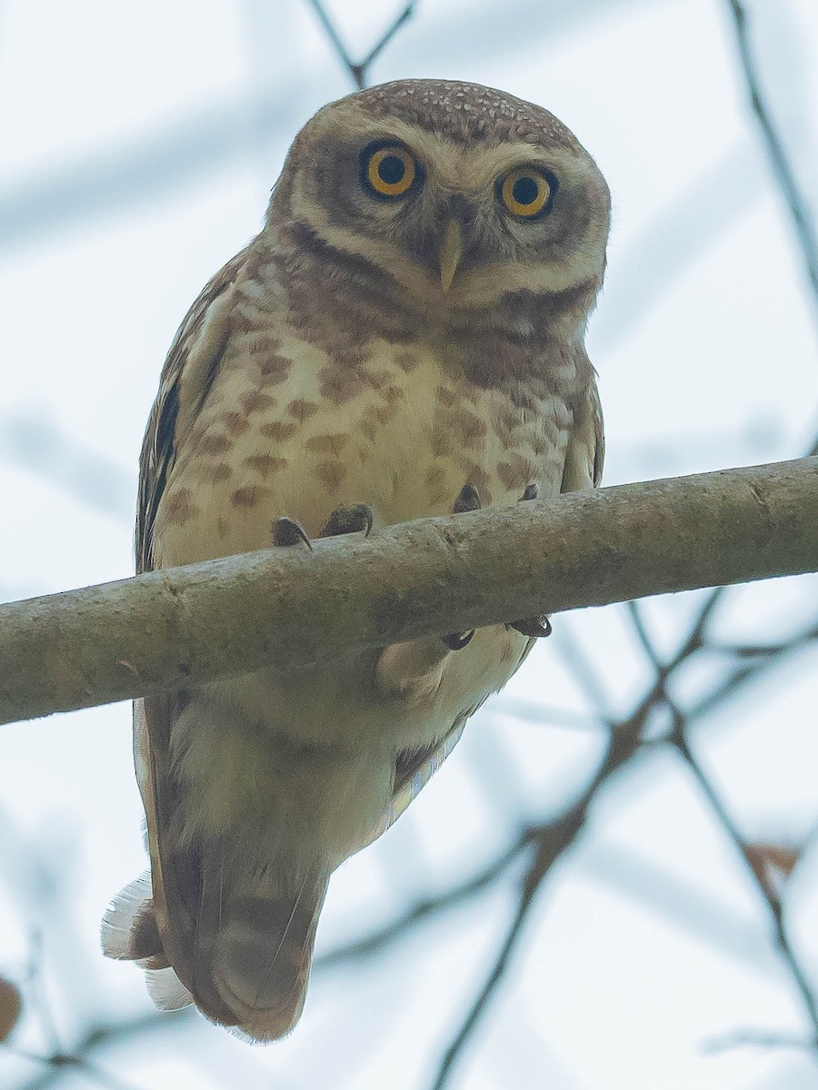 Spotted Owlet - Jean-Louis  Carlo