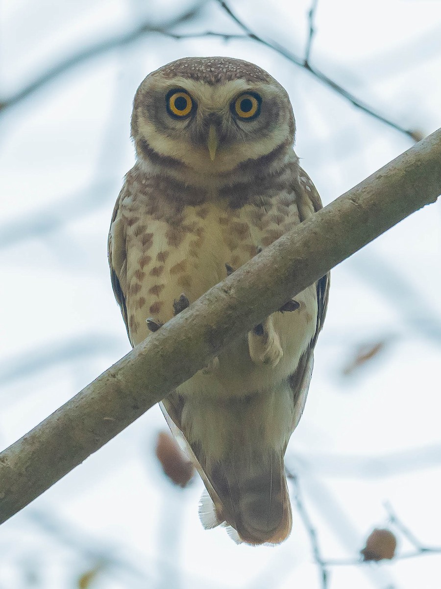 Spotted Owlet - Jean-Louis  Carlo