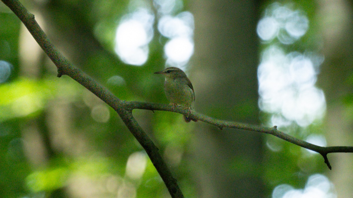 Swainson's Warbler - ML619667978