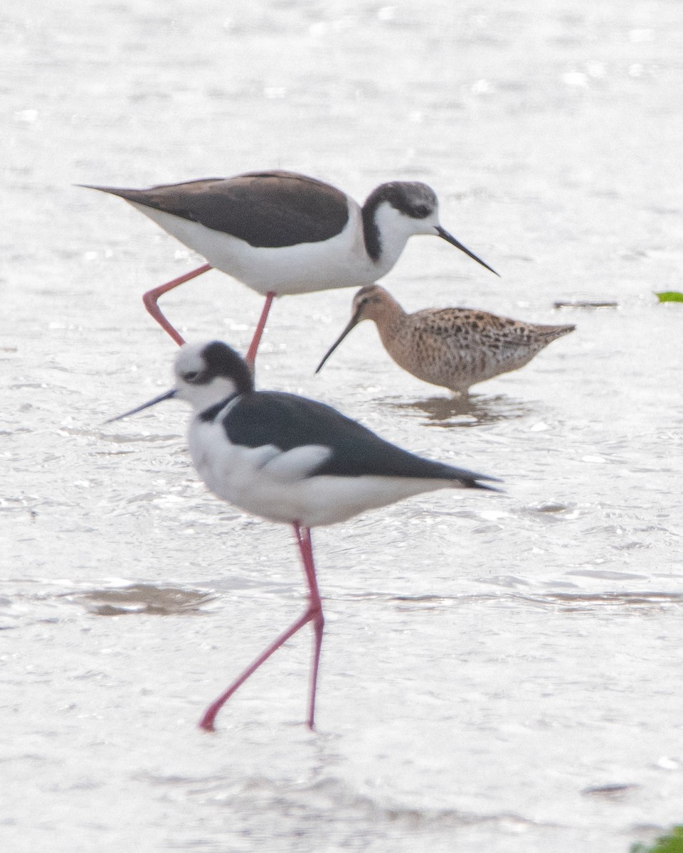 Short-billed Dowitcher - Manuel Enrique Rojas Martinez - (REDAVES)